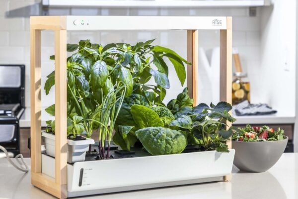 Are Indoor Hydroponic Gardens Worth It