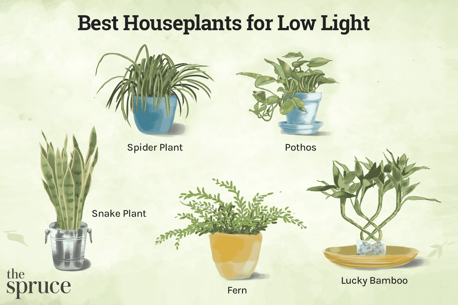 Best Indoor Plants for Low Light
