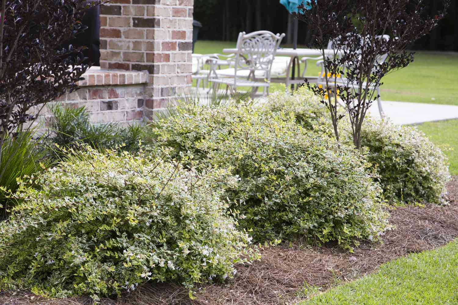 Best Shrubs for Front of House