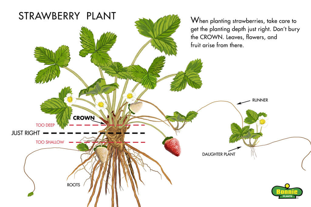 Best Way to Plant Strawberries