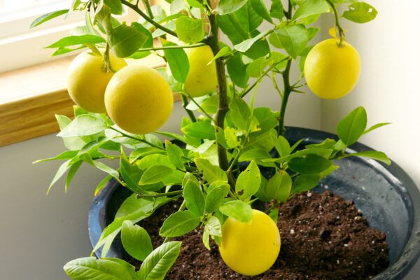 Grow Lemon Tree from Seed