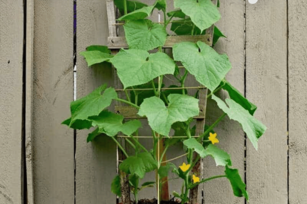 Growing Cucumbers in a Pot