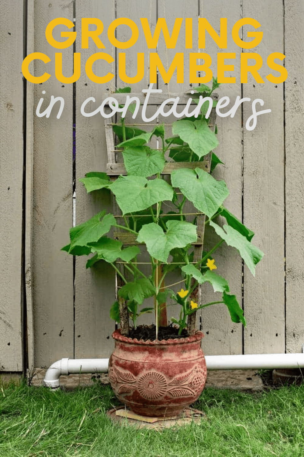 Growing Cucumbers in a Pot