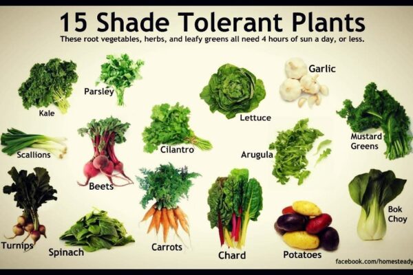 Vegetables That Grow in Shade