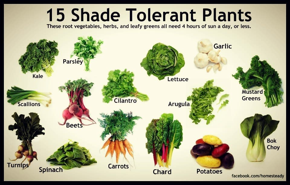 Vegetables That Grow in Shade