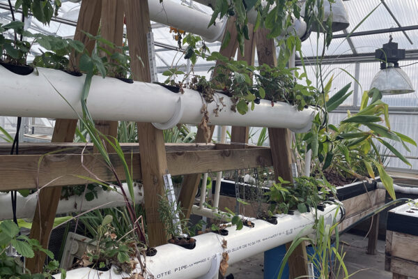 What to Grow in Hydroponic Garden