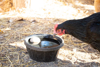 6 Ways To Keep Chicken Water From Freezing
