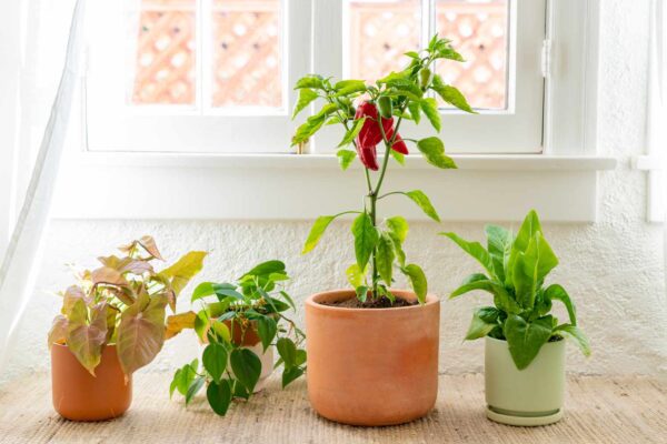 Best Way To Grow Food In A Small Indoor Area