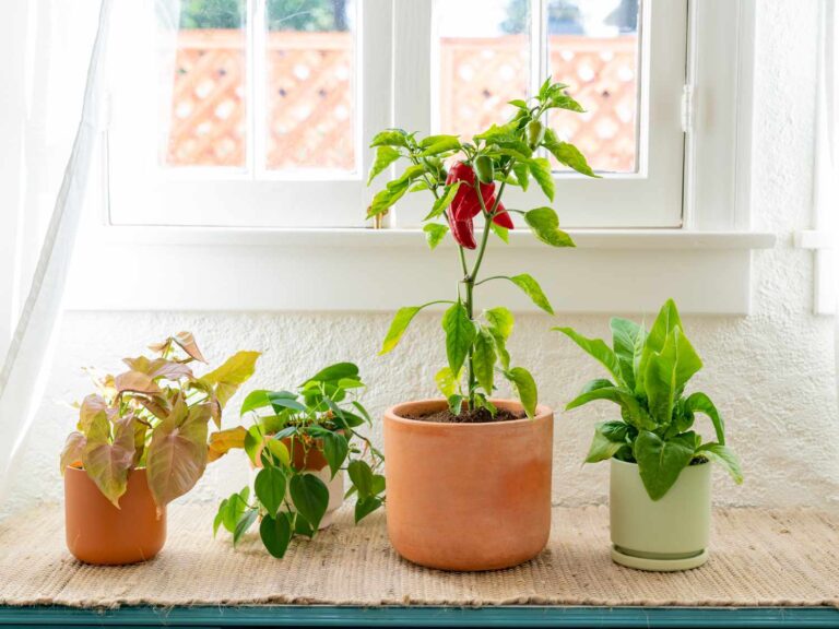 Best Way To Grow Food In A Small Indoor Area