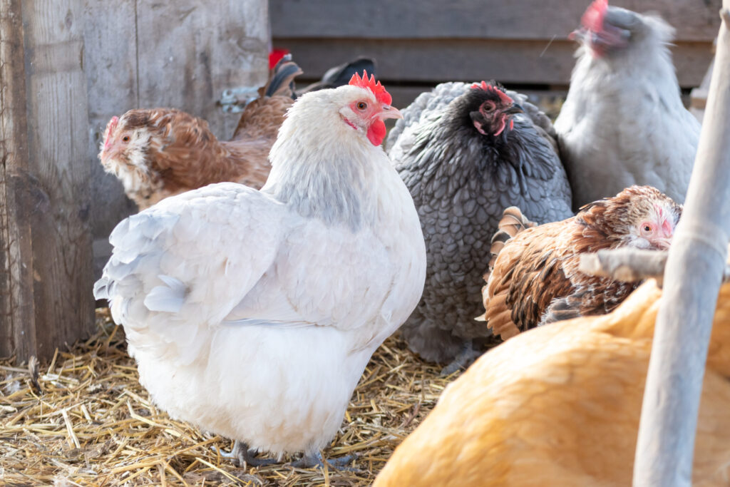 Top 6 Breeds Of Chickens For Homesteading And Egg Production ...