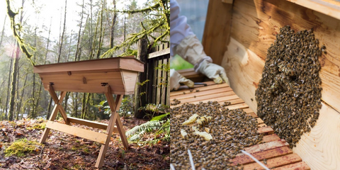 Top 6 Things To Consider When Starting A Beehive