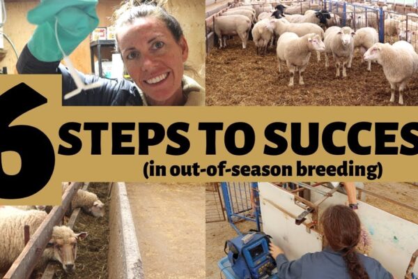 Top 6 Tips For Successful Sheep Farming