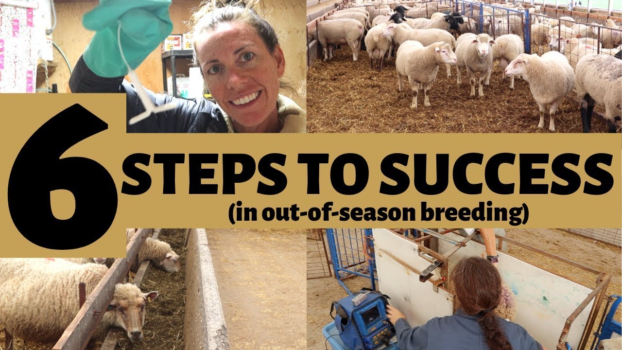 Top 6 Tips For Successful Sheep Farming