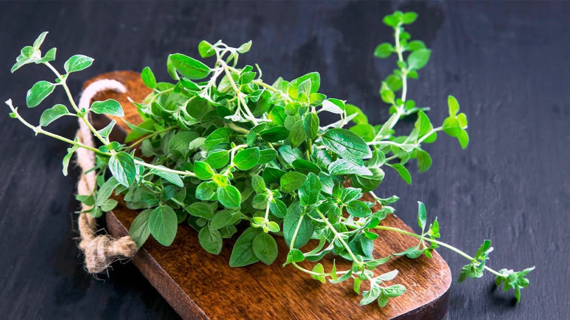 5 Powerful Herbs To Grow And Stay Healthy 