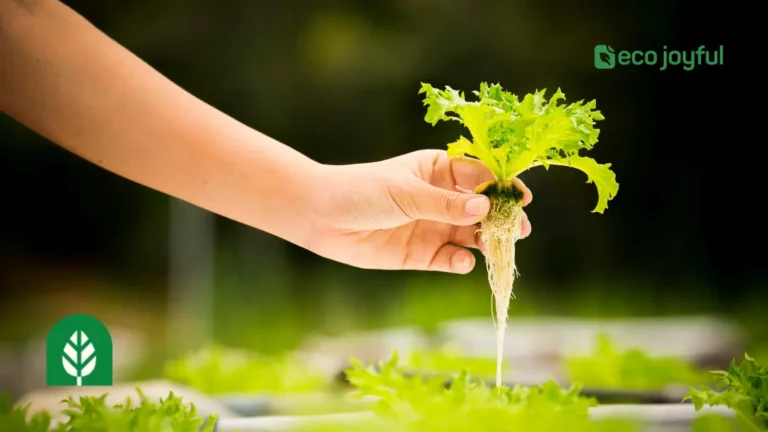 Hydroponic Gardening